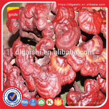 Superfood medicina Ganoderma lucidum vermelho reishi cogumelo extrato